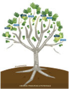 policy-toolkit-tree