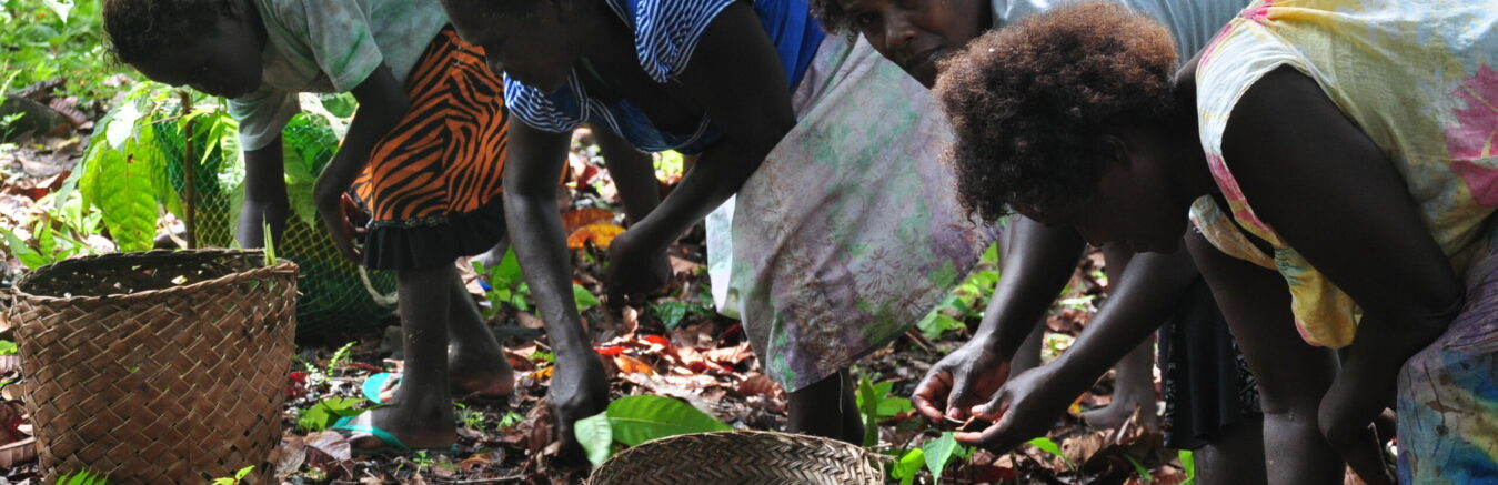 Taurade Mockson picks ngalinuts in Baniata forests on Rendova Island for export to New Caledonia